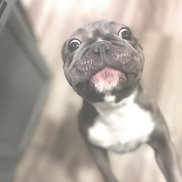 meet Stitch, the stud 🐾 - Picture 11 of 12